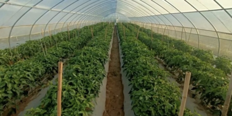 天水市秦安縣蓮花鎮大棚辣椒豐收上市_fororder_2