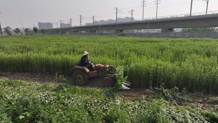 蚌埠市五河縣頭鋪鎮：艾草飄香繪就鄉村振興新圖景_fororder_艾草飄香繪就3