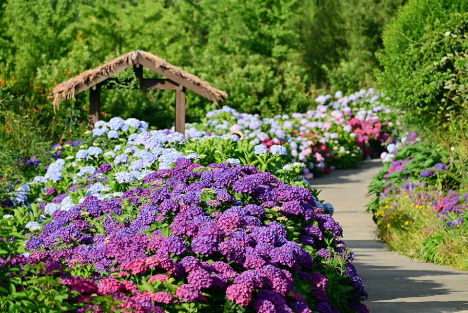 A Summer Love Letter: Hydrangeas in Full Bloom in Baiyun District, Guiyang_fororder_圖片1