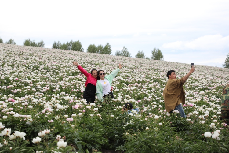 呼倫貝爾：芍藥花海迎客來 萬畝芳華映笑顏_fororder_芍藥2