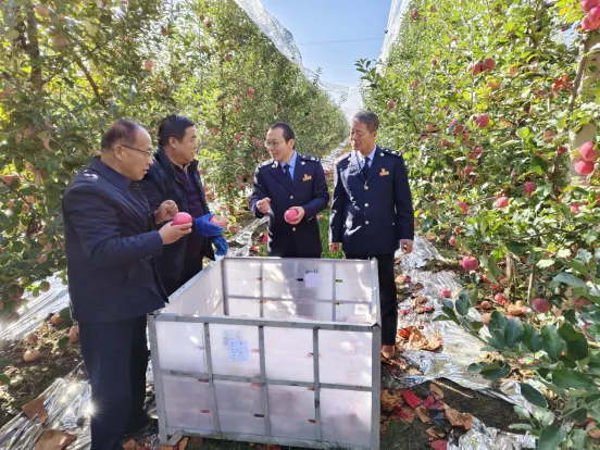 慶陽：稅惠“甘露”潤瓜果 助農增收“甜”心間_fororder_8