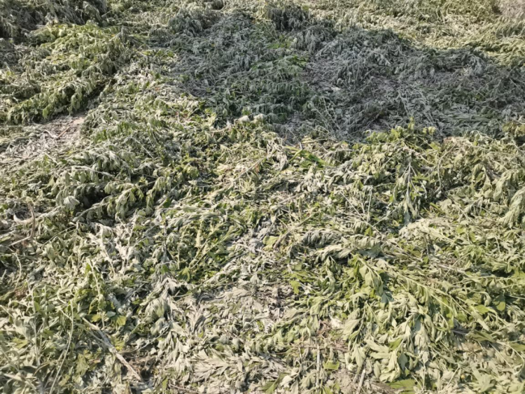 蚌埠市五河縣東劉集鎮：艾草飄香致富路 鄉村振興譜新篇_fororder_艾草飄香致富路4