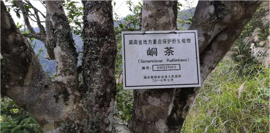 美麗中國南山行丨綠水青山 滋養金字品牌_fororder_圖片6