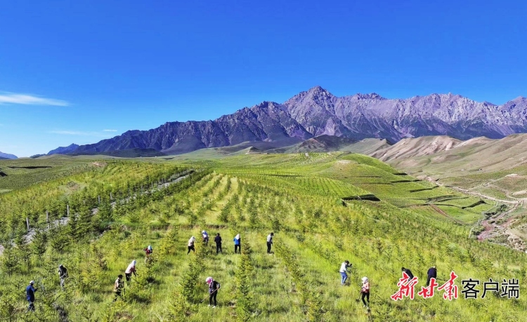 【甘快看】張掖:保護林草資源 讓生態環境持續向好