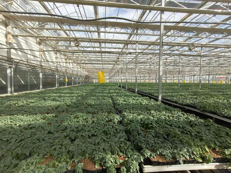 張掖民樂：馬鈴薯産業奏響助農與鄉村振興新樂章_fororder_馬鈴薯原原種培育_AI看圖