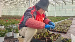 天水市秦州區：“美麗經濟”綻放年宵花市 産業融合助農增收