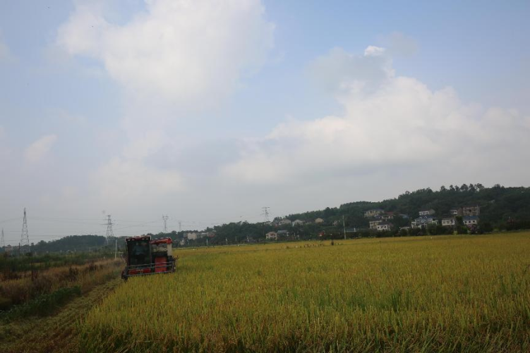 “産糧大縣”湖南衡陽縣 盛夏時節忙“雙搶”_fororder_1