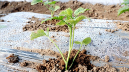 天水秦安隴城鎮：寒冬大棚綠意濃 精細管護迎豐收