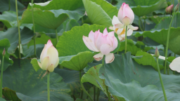 荷花開 美鄉村 富口袋