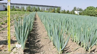 包頭大蔥新品種産量再創新高