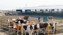 中國工商銀行紅古支行：金融賦能農業 合作共促振興