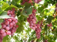 砥礪奮進七十載 天山南北譜華章丨沙漠上的“浪漫”産業 托起新疆菜籃果盤
