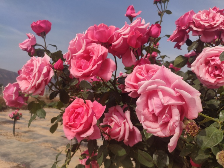 天水甘谷：繁花如海扮靚城市生活 生態綠廊美成“詩和遠方”_fororder_月季特茲額