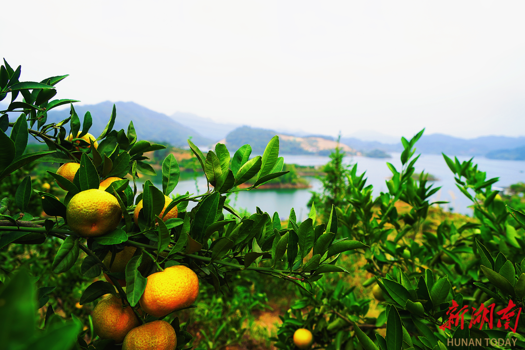 品亞運柑橘,賞千島湖景!10月26日一起到安化寶塔山組個“橘”_fororder_6