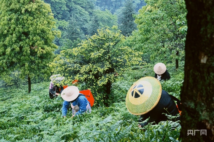 沿著緯度聽中國｜尋味安化：薪火茶語 釀出時光沉香