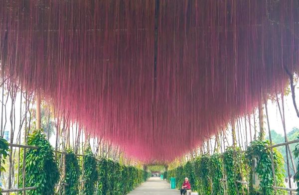 Explore Nansha's Autumn Scenery_fororder_圖片5