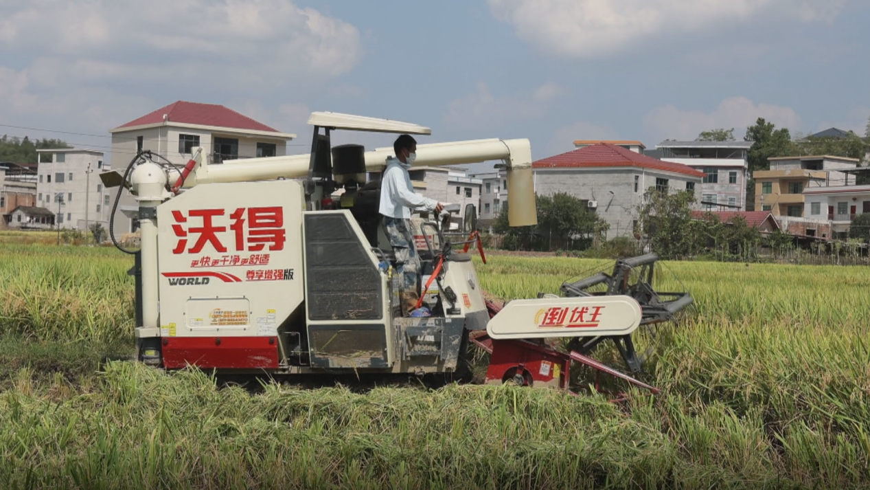 湖南新寧晚稻開鐮迎豐收  集體經濟結碩果_fororder_2