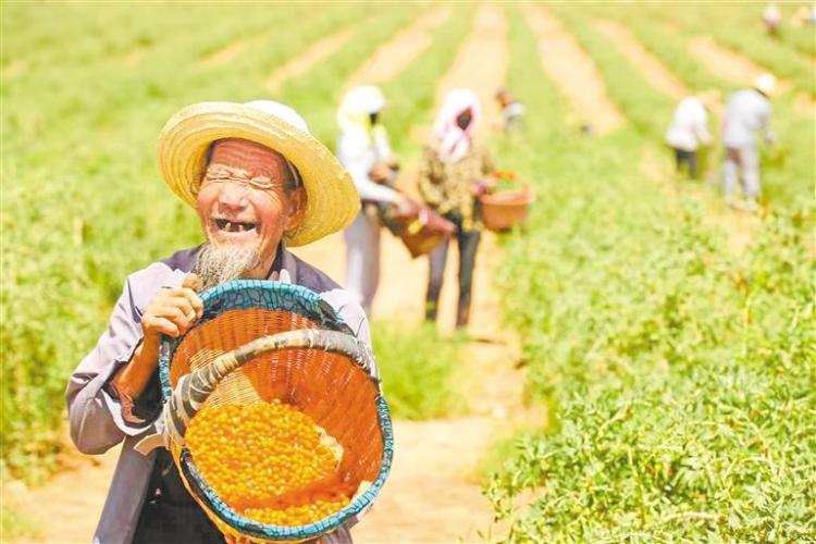 枸杞紅了 農民笑了