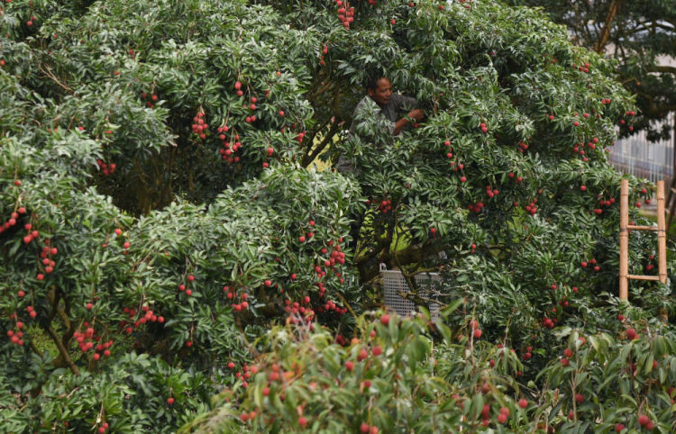 習近平總書記引領中國從脫貧攻堅邁向鄉村全面振興