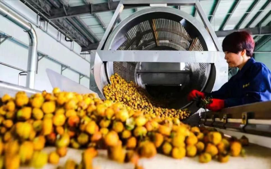 Guizhou Cili Juice Named to China’s First Key Cultivation List for Traditional and Regional Specialty Foods_fororder_圖片18