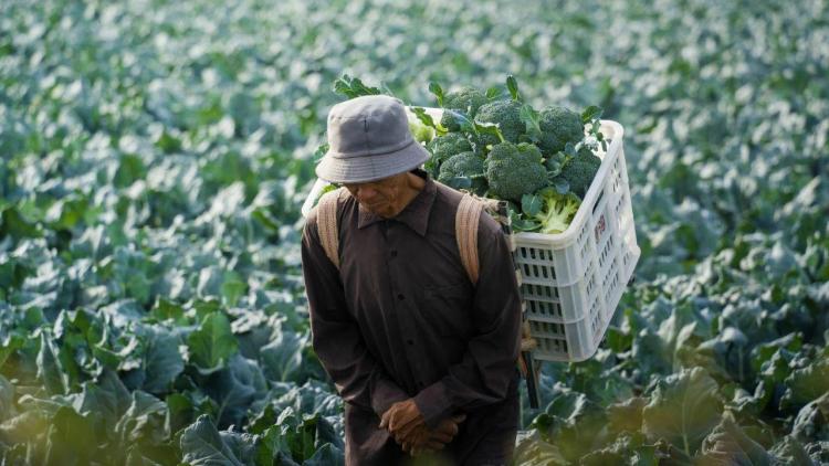甘肅山丹：點土成金“硒”望無限 富硒農品走俏滬粵市場_fororder_3