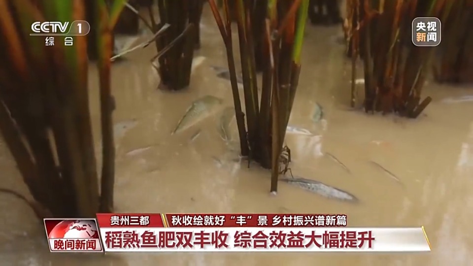 金秋時節好“豐”景 田間地頭搶收忙