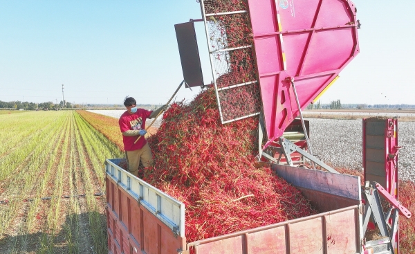 湘椒西移滿“疆”紅_fororder_7