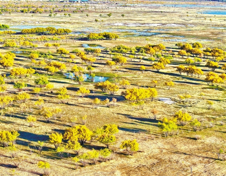 鄂爾多斯：大溝灣披上金色盛裝_fororder_4291561_an_1761630093673_s