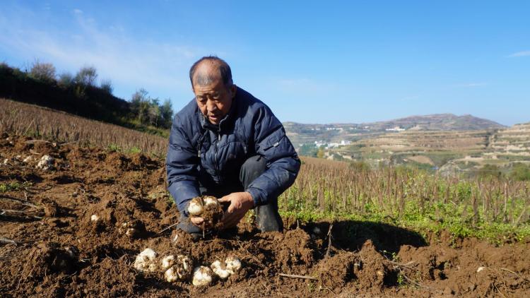 臨夏永靖精耕“土特産“  捧牢富民“金飯碗”