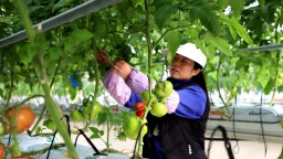 天水武山：智慧溫室“鮮”啟冬“蔬”盛宴