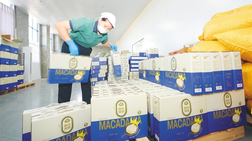 非洲堅果精深加工從東方遠銷全球