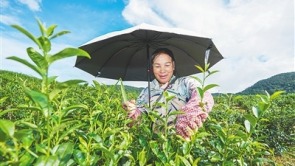 五指山夏茶采收忙