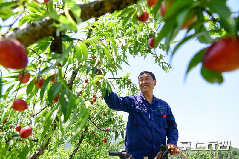 大圍山早桃上市_fororder_999d62971165ad63995355fdb751480fwatermark168230518cfbda