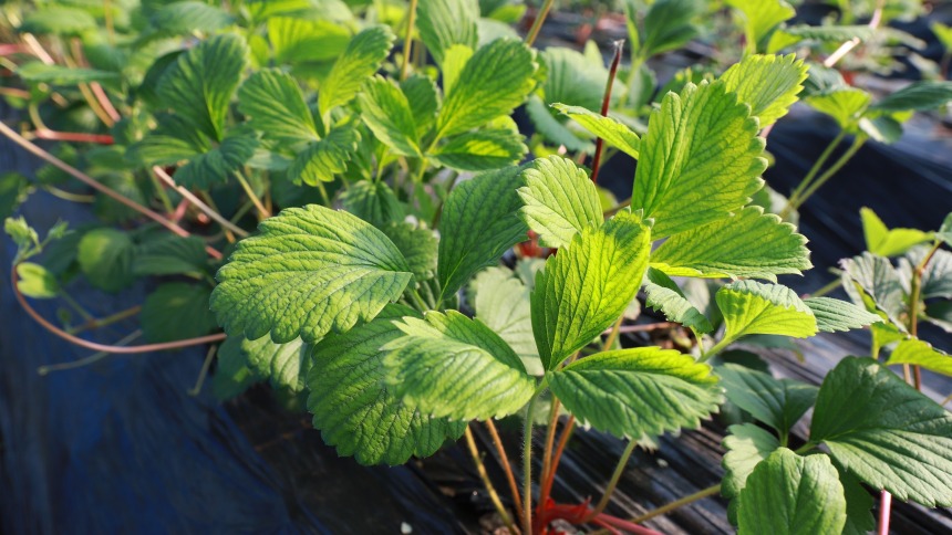 天水市武山縣山丹鎮：産業棚裏好“豐”景