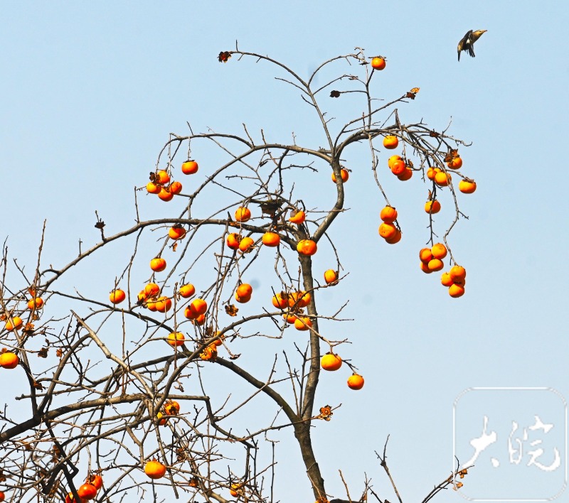 柿子挂枝，皖北這個政府大院為小鳥留“口糧”_fororder_05