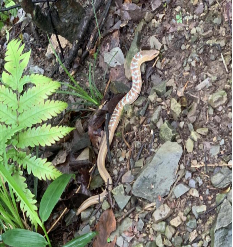湖南舜皇山國家級自然保護區發現國家二級保護動物脆蛇蜥_fororder_圖片1