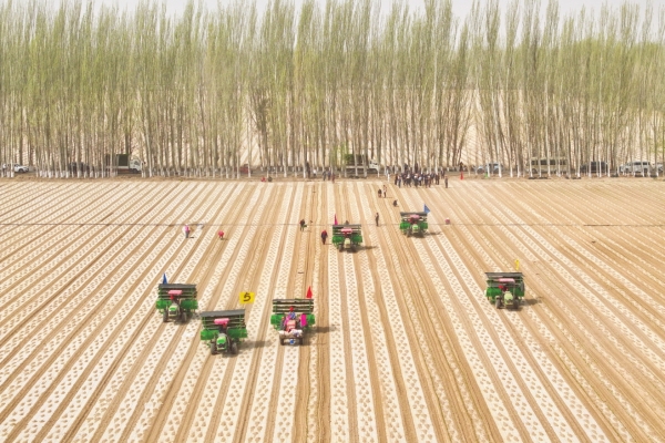 湘椒西移滿“疆”紅_fororder_2