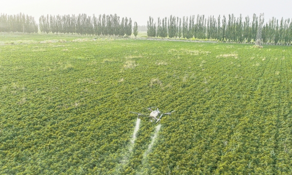 湘椒西移滿“疆”紅_fororder_4