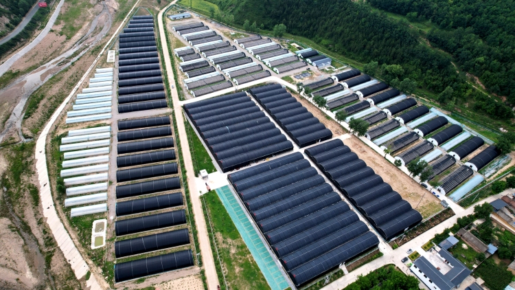 沃野綻新顏 鄉村譜華章——天水市清水縣2025年上半年農業農村工作綜述_fororder_1753433014378076099