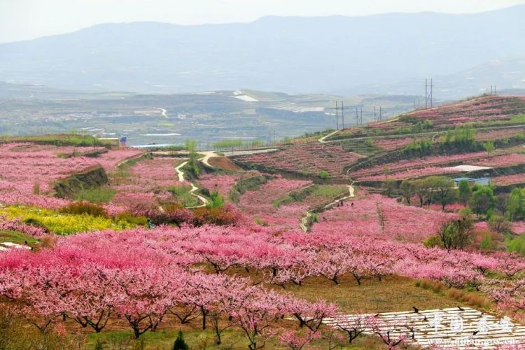 二十載灼灼桃花映春色 八千年悠悠文脈啟新程——秦安以花為媒文旅商融合步履鏗鏘_fororder_mmexport0c33bb544ee6a6ed640cdebf11b467ad_1745721442982