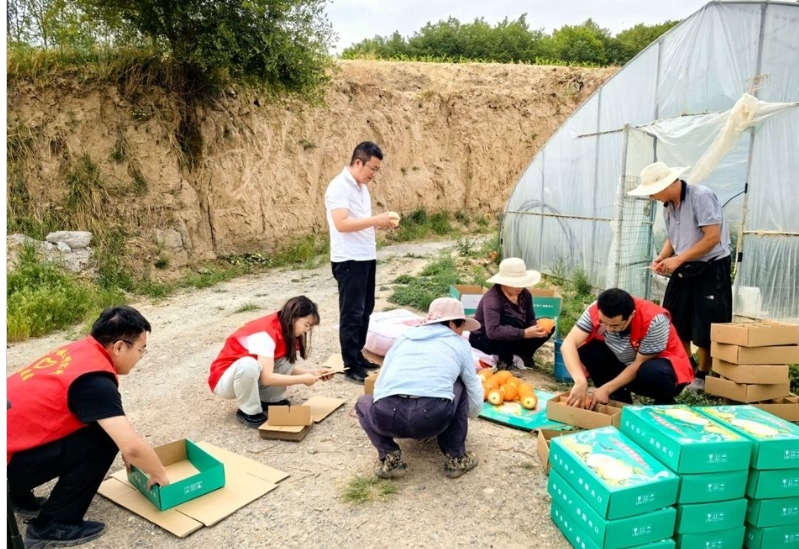 秦安千戶鎮：志願紅“採”摘甜蜜 助農共繪豐收畫卷_fororder_螢幕截圖_4-6-2025_10375_www.qinan.gov.cn