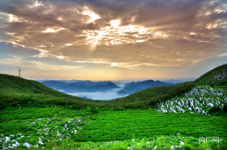沿著緯度聽中國｜尋味安化：薪火茶語 釀出時光沉香