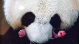 視頻丨旅法大熊貓“歡歡”“圓仔”平安回國