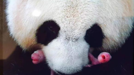 視頻丨旅法大熊貓“歡歡”“圓仔”平安回國