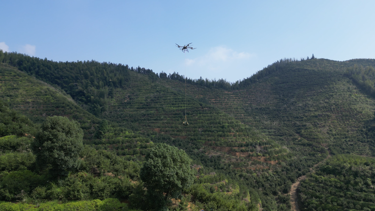 湖南安化萬畝霜降油茶果迎豐收 無人機架起“空中走廊”_fororder_1