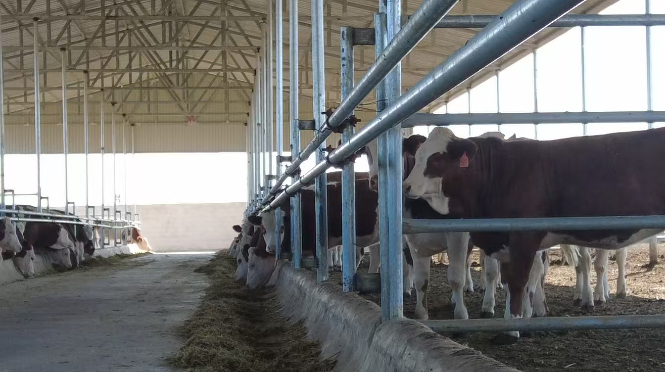 尋韻田園 共賞民樂|民樂：民聯鎮畜牧業奏響現代化發展新樂章_fororder_微信圖片_20250804164616