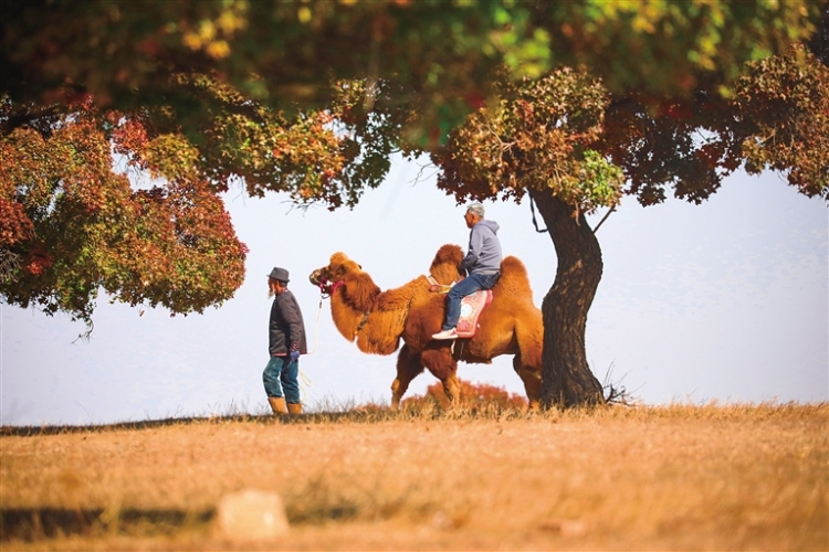 走!楓葉正紅,踏秋去!_fororder_6