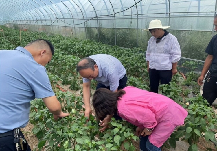 甘肅省農科院專家走進定西渭源縣 以“強科技”助推“強縣域”_fororder_2