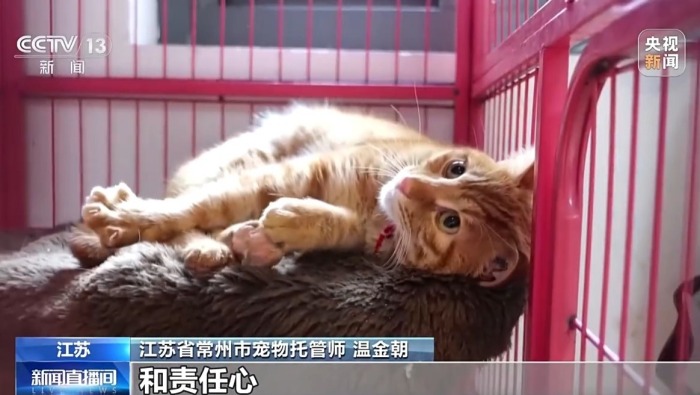 視頻丨寄養一房難求、上門餵養走紅 寵物經濟成春節消費亮點
