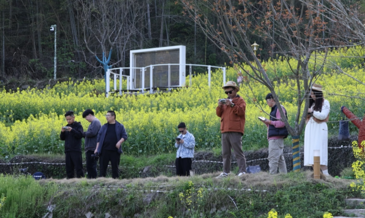 黃山市徽州區：微博大V“種草”徽州限定春色_fororder_24